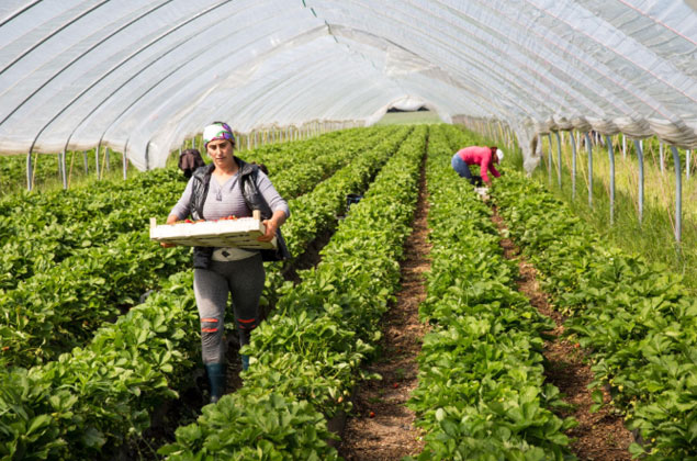 Agriculture & Harvesting